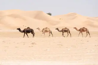 Négy teve a sivatagban, meghatalmazás, meghatalmazás minta