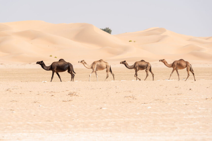 Négy teve a sivatagban, meghatalmazás, meghatalmazás minta