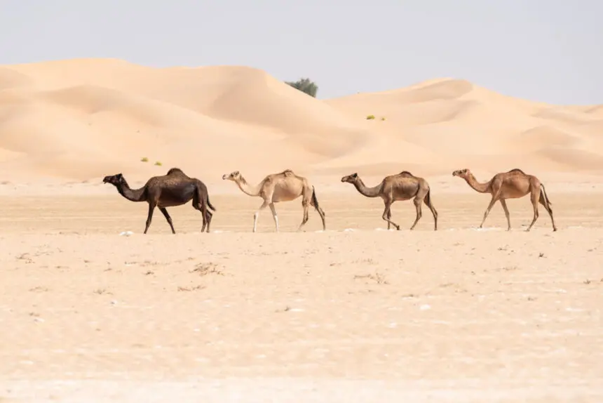Négy teve a sivatagban, meghatalmazás, meghatalmazás minta