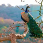 Páva, adóbevallás