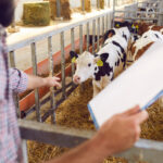 Farmer megfigyeli a tehenet, adatvédelem