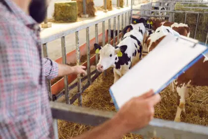 Farmer megfigyeli a tehenet, adatvédelem