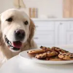 Labrador kekszek mellett, cookie-k