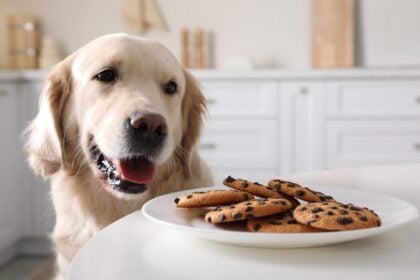 Labrador kekszek mellett, cookie-k
