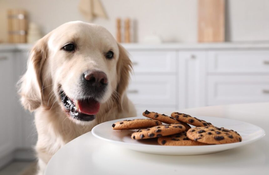 Labrador kekszek mellett, cookie-k