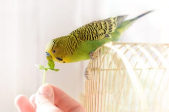 Papagáj, egyéni vállalkozás