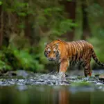 Tigris a vízparton, szerződés felbontása