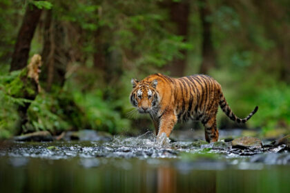 Tigris a vízparton, szerződés felbontása