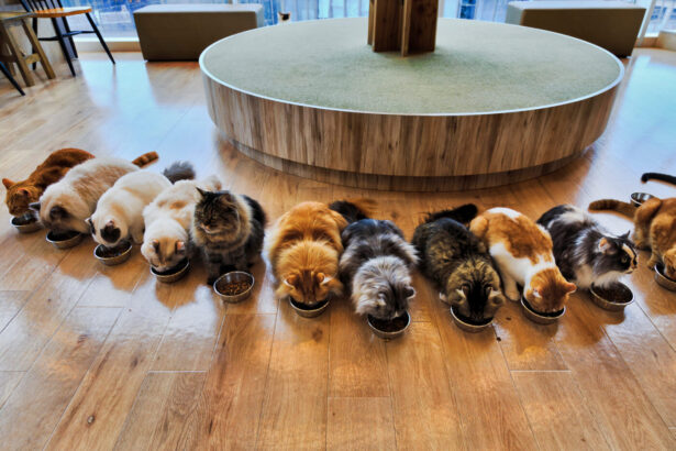 Macskák csoportja, közös képviselő