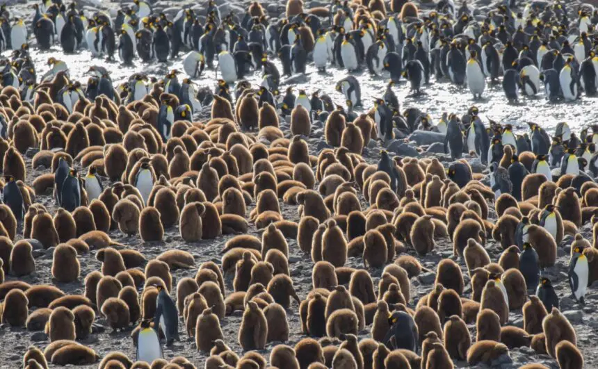 Pingvinek csoportja, lakógyűlés