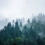 Ködös erdő, meghatalmazás