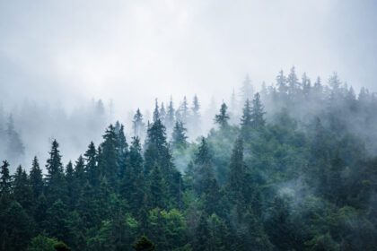 Ködös erdő, meghatalmazás
