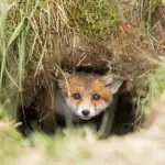 Rókakölyök a lyukban, társasház