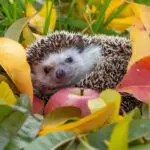 Avarban alvó sün, adatigénylés