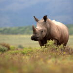 Rinocérosz a szavannán, közlekedési baleset