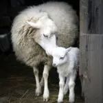 Juh báránnyal, társasházi jog