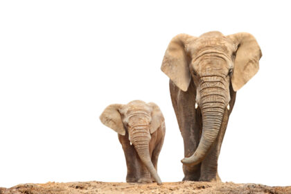 Elefántborjú anyjával, szülői felügyeleti jog