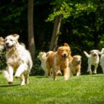 Játékos kutyák csoportja, versenyjog