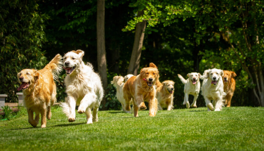 Játékos kutyák csoportja, versenyjog
