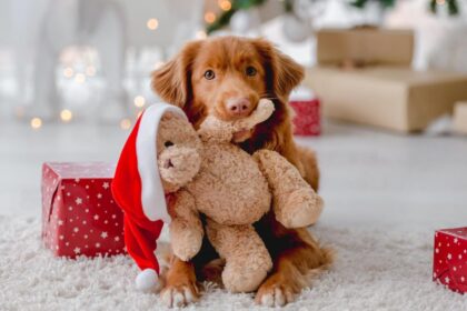 kutya ajándék teddy macival, ajándékozási szerződés
