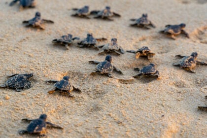 Teknősök a tengerparton, adatvédelem