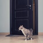 macska a nyitott ajtó előtt, munkajog