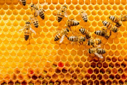méhek a méhkasban, társasházi jog