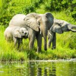 Elefántok isznak a folyónál, válóper