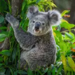 Koala a fán, meghatalmazás