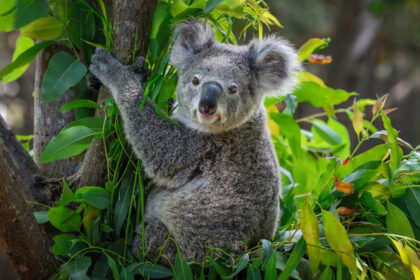 Koala a fán, meghatalmazás