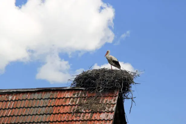 Gólya fészkében a tetőn, bérleti szerződés