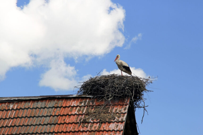 Gólya fészkében a tetőn, bérleti szerződés