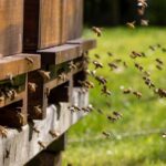 méhek a méhkasnál, társasház