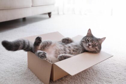 macska dobozban, ajándékozási szerződés