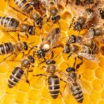 méhek, társasházak