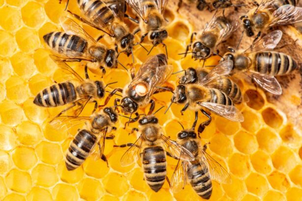méhek, társasházak