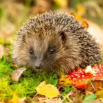 sün az avarban, adatvédelem