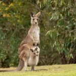 kenguru és kölyke, előre kifizetett termék