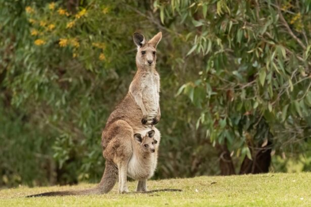 kenguru és kölyke, előre kifizetett termék