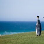 pingvinek a tenger mellett, vagyonjogi