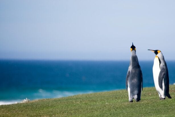 pingvinek a tenger mellett, vagyonjogi