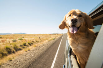 Kutya ablakban utazik, gépjármű