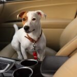 Kocsi ülésen kutya