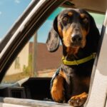 kutya az autó ablakában, adásvételi szerződés