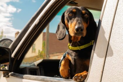 kutya az autó ablakában, adásvételi szerződés