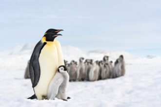 Pingvin család