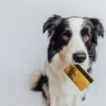 Kutya bankkártyával