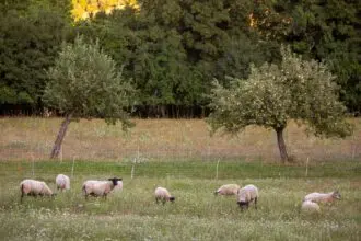 Bárányok a legelőn - meghatalmazás minta