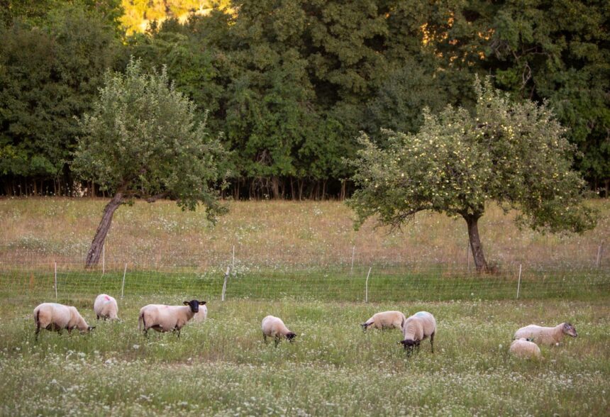 Bárányok a legelőn