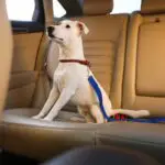 Jack Russel Terrier a hátsó ülésen - adásvételi szerződés